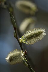 Yellow pussy willow blossoms in sunlight against blue sky. Blooming willow catkins close-up outdoors on a blue background. Spring easter background. Vertical.