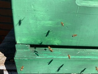 bees fly in front of the entrance slit of a green bee box