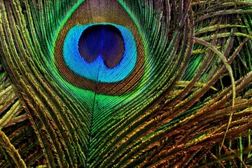 Feather. Feather texture. Feather background. Peacock feather closeup. Peafowl feather. Abstract background. Mor pankh.