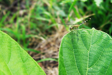 a dragonfly on leaf