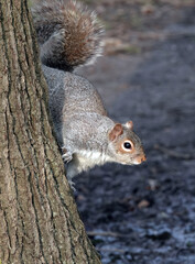 A grey squirrel climbing down the side of a tree. 