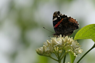 papillon