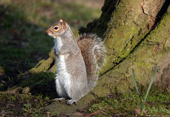 An alert grey squirrel standing at the base of a tree. 