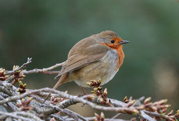 A beautiful profile shot of a European robin perching on a tree. 