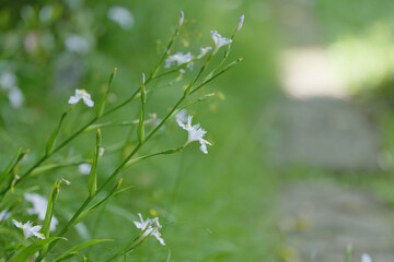 木陰のシャガの花