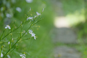 木陰のシャガの花