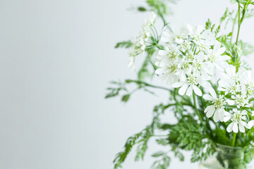 白い花　植物　背景　ナチュラル　自然