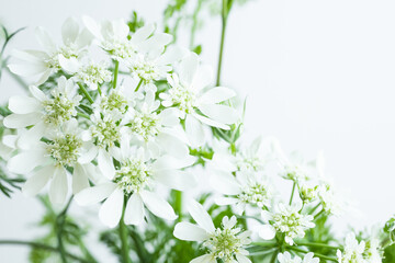 白い花　植物　背景　ナチュラル　自然