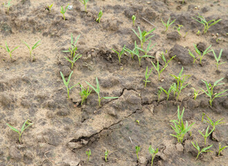 Small Chinese morning glory is growing in ready soil and is harvested and put on the market again soon and to improve the harvest in the farmer's garden next to my house as organic.