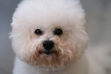 close up one Bichon Frise dog front face looking at camera