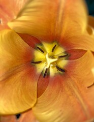 Fototapeta na wymiar an orange tulip flower from inside
