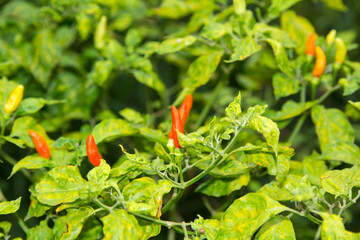 Karen Chili, red, orange, white, has a very spicy flavor, planted in an organic style in a farmer's garden, currently producing, ready to be harvested soon for sale.