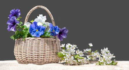Blue and white petunia flowers in wicker basket with cherry blossom branch isolated on gray background.