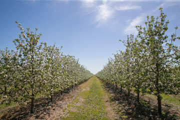 Obraz premium An orchard in white flowers on a green meadow full of bright light and bright flowers against a blue sky.