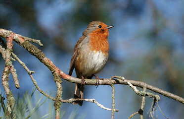 A European robin perching on the branch of a tree against a blurry blue background. 