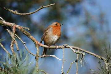 A European robin perching on a branch against a defocused background. 