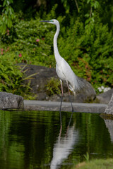 白い羽がきれいなダイサギ