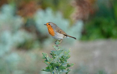 A European robin in profile perching on a green plant against a blurry background. 