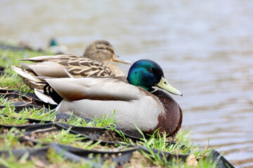 Couple of mallard ducks resting on a lake coast in rain weather. Male and female wild ducks in spring park