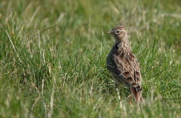 A close-up shot of a skylark standing in the grass. 