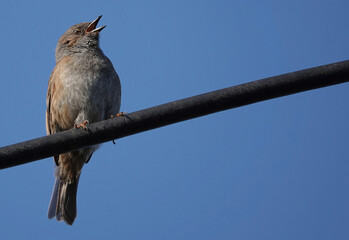 A low angle shot of a singing dunnock perching on a cable against a clear blue sky. 