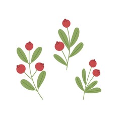 Christmas plant green tree branch and red berries for home decor, festive holiday ornament, vector illustration for seasonal gift paper, poster, clipar