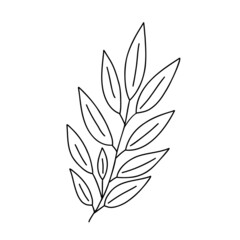 Outline plant decorative branch with leaves and berries for home decor, festive holiday arrangement, vector illustration for seasonal greeting card, invitation, banner