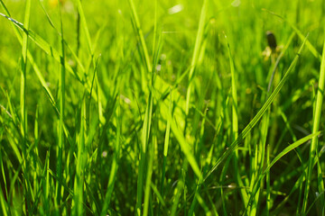 Green grass texture background.Green lawn pattern textured background.