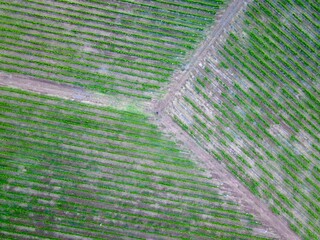 top down drone shot of a vineyard