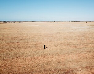drone shot of a woman walking through a field