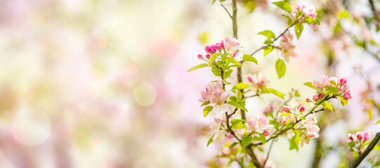 Frühlingshafte Blüten in Rose grün - blühender Apfelbaum