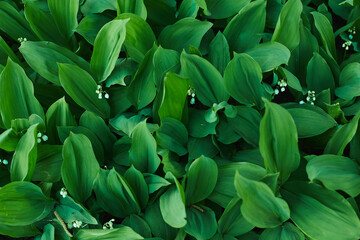 Lilies of the valleyy, valley lily. Spring flowers