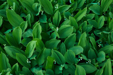 Lilies of the valleyy, valley lily. Spring flowers