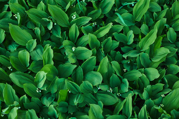 Lilies of the valleyy, valley lily. Spring flowers
