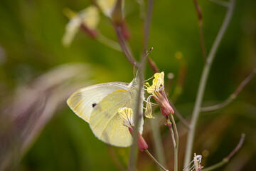 Butterfly on a yellow flower