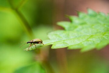 Close up of weevil on the leaf.