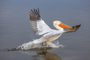 Fototapeta na wymiar Dalmatian pelican seen during winter season in Kerkini Lake, Greece. 