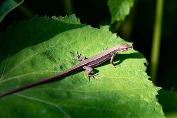Close up of Japanese grass lizard on the leaf.