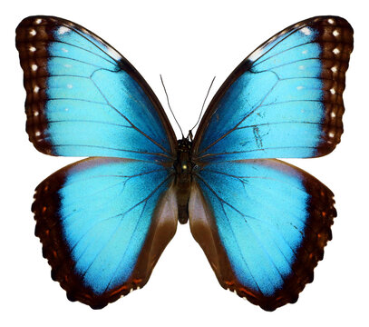 Iridescent blue butterfly Morpho peleides isolated on white. Beautiful ,nice, colorful. Collection butterflies. Morphidae. Entomology.