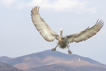 Fototapeta premium Dalmatian pelican seen during winter season in Kerkini Lake, Greece. 