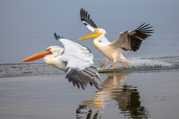 Dalmatian pelican seen during winter season in Kerkini Lake, Greece.
