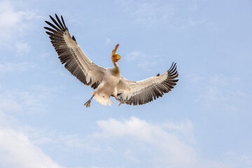 Dalmatian pelican seen during winter season in Kerkini Lake, Greece.
