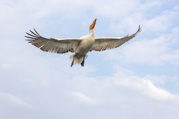 Dalmatian pelican seen during winter season in Kerkini Lake, Greece.
