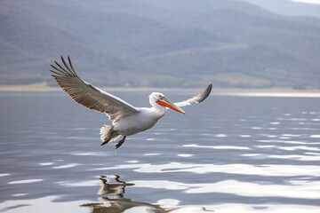 Fototapeta na wymiar Dalmatian pelican seen during winter season in Kerkini Lake, Greece. 