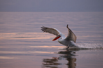 Dalmatian pelican seen during winter season in Kerkini Lake, Greece.
