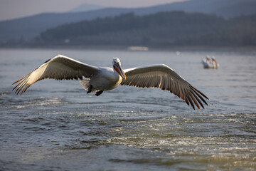 Dalmatian pelican seen during winter season in Kerkini Lake, Greece.
