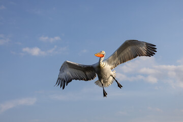 Dalmatian pelican seen during winter season in Kerkini Lake, Greece.
