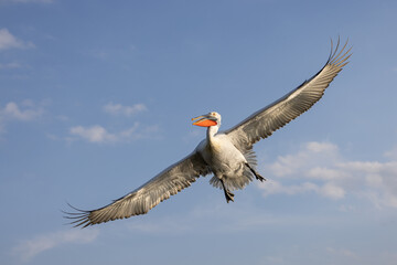 Dalmatian pelican seen during winter season in Kerkini Lake, Greece.
