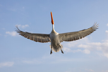 Dalmatian pelican seen during winter season in Kerkini Lake, Greece.
