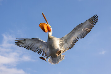 Dalmatian pelican seen during winter season in Kerkini Lake, Greece.
